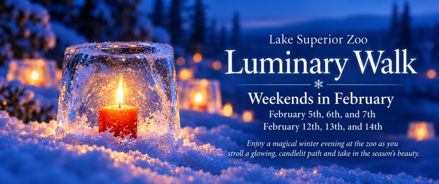 Luminary Walk